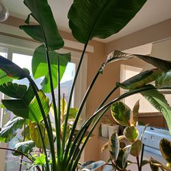 Bird Of Paradise, Live Indoor Plant, Over 4 Feet Tall
