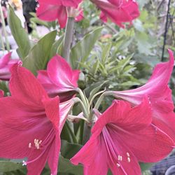 Amaryllis plant 🪴