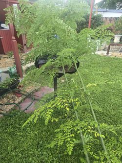 Moringa Free