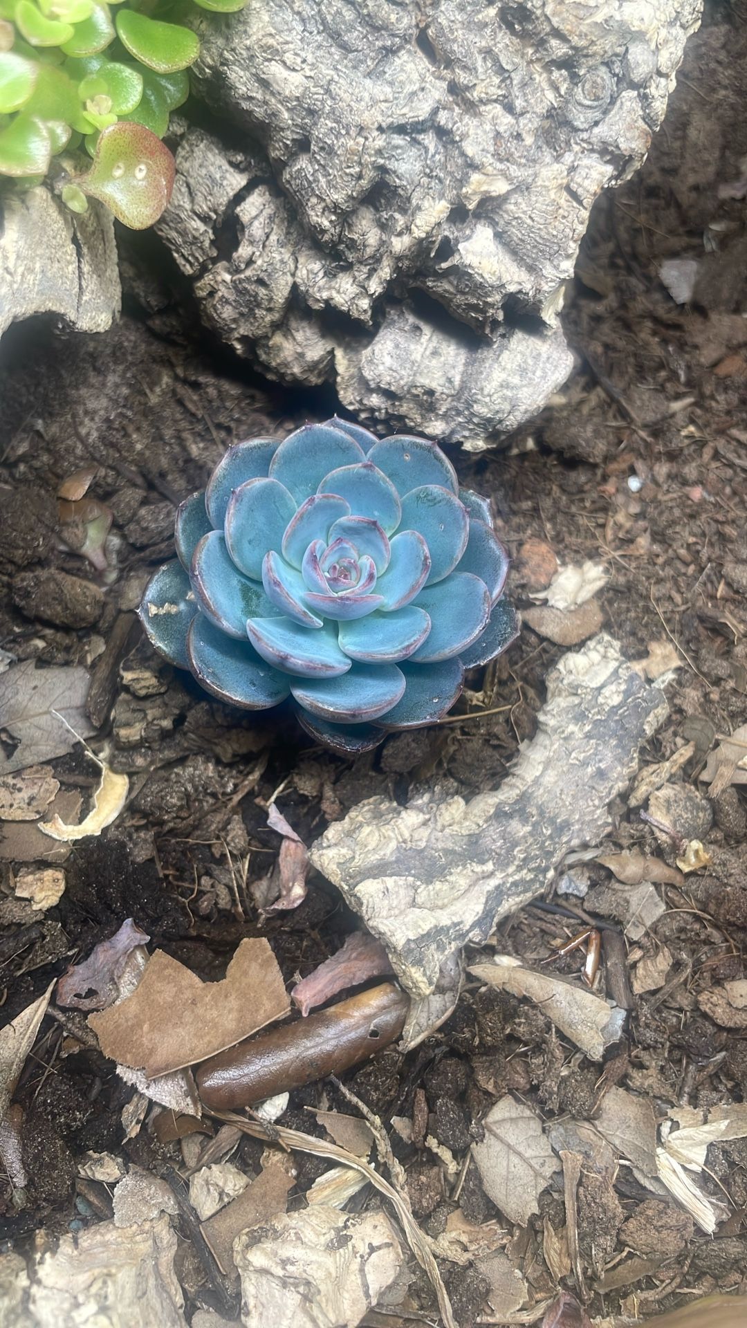 Echeveria Succulent