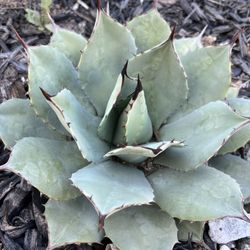 Agave - Parry Truncata 