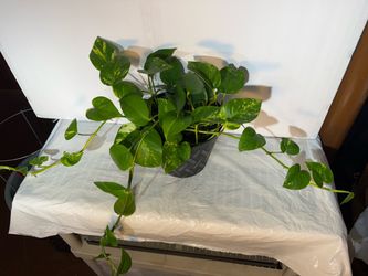 Houseplants pothos maceta disponible $20 al sur de Chicago