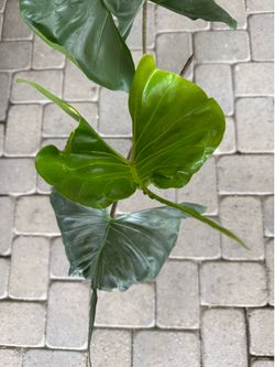 Alocasia Stingray