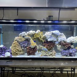 SaltWater Aquarium With Fish  