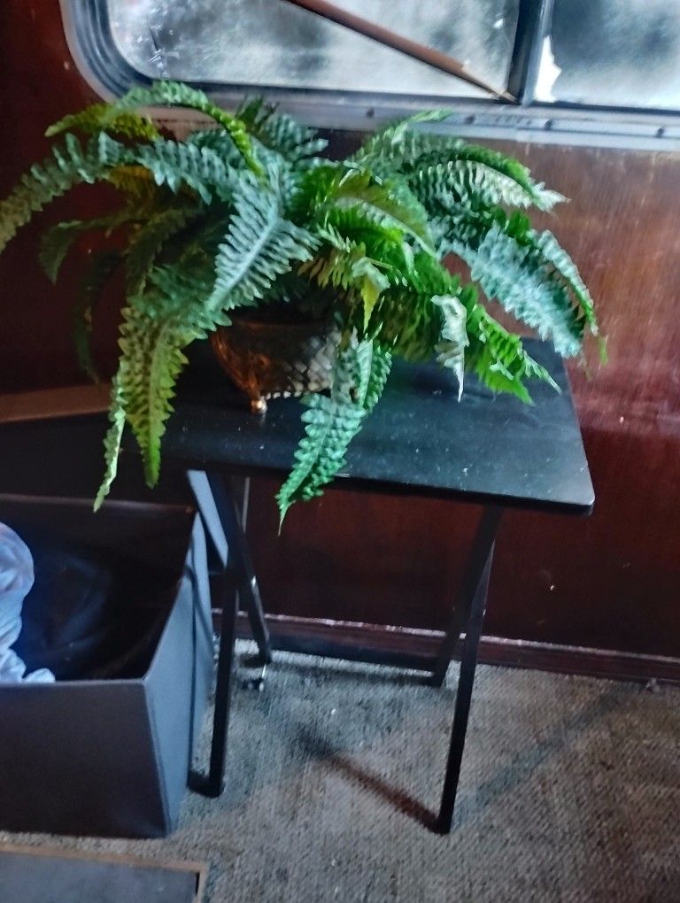 Fake Fern Plant