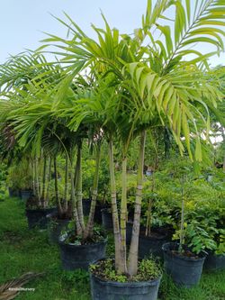 🌴🌴 Triple Christmas palm tree 25gl $120