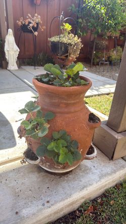 Strawberry planter