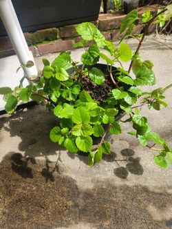 Planta Del Dinero