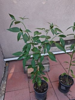 Chile plants $3 $ 5 $8 by tall sizes