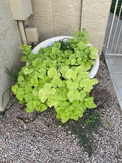 Concrete Planter w/Steel Base