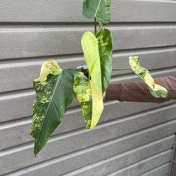 philodendron domesticum variegated