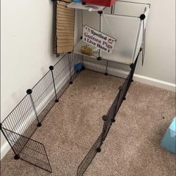 Guinea Pigs And cage