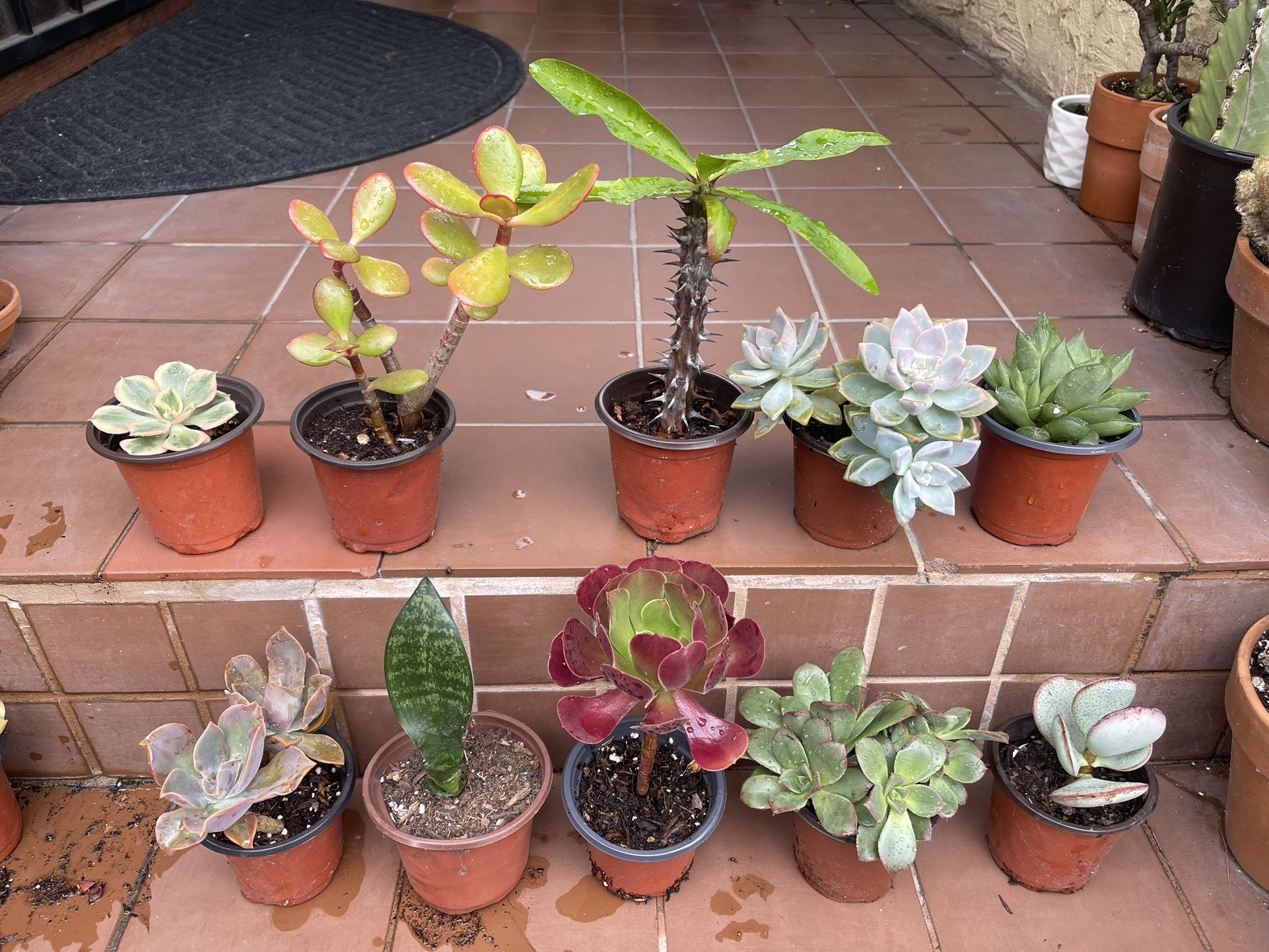 Succulents (Normal Heights)