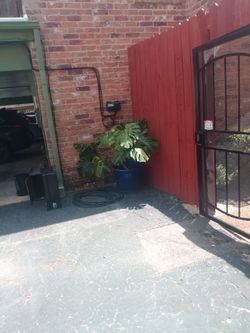 Huge Monstera Deliciosa (Swiss Cheese ) Plant. 5 ft. Height. Beautiful Pot. Inside or outside.