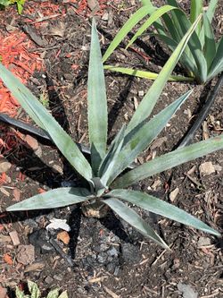 Blue agave