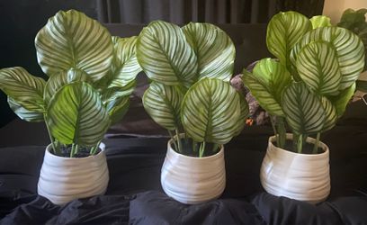 Beautiful 3 set of plants