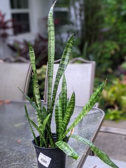 Snake Plant