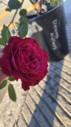 Rosas