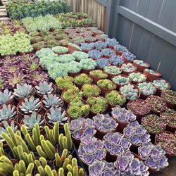 Succulent Nursery 