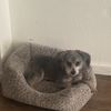 Emelia