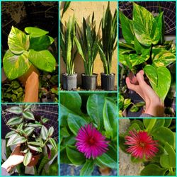 Plants Sale!  Cheap Plants. Healthy Plants! $5, $10, $15 Per Plant 