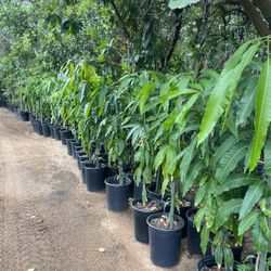 5 Gallon Size- Mango Trees- Passion Fruit Vines- Persimmon Trees- Strawberry Guava Trees- Jujube Trees- Sapote Trees- Cherimoya Trees-