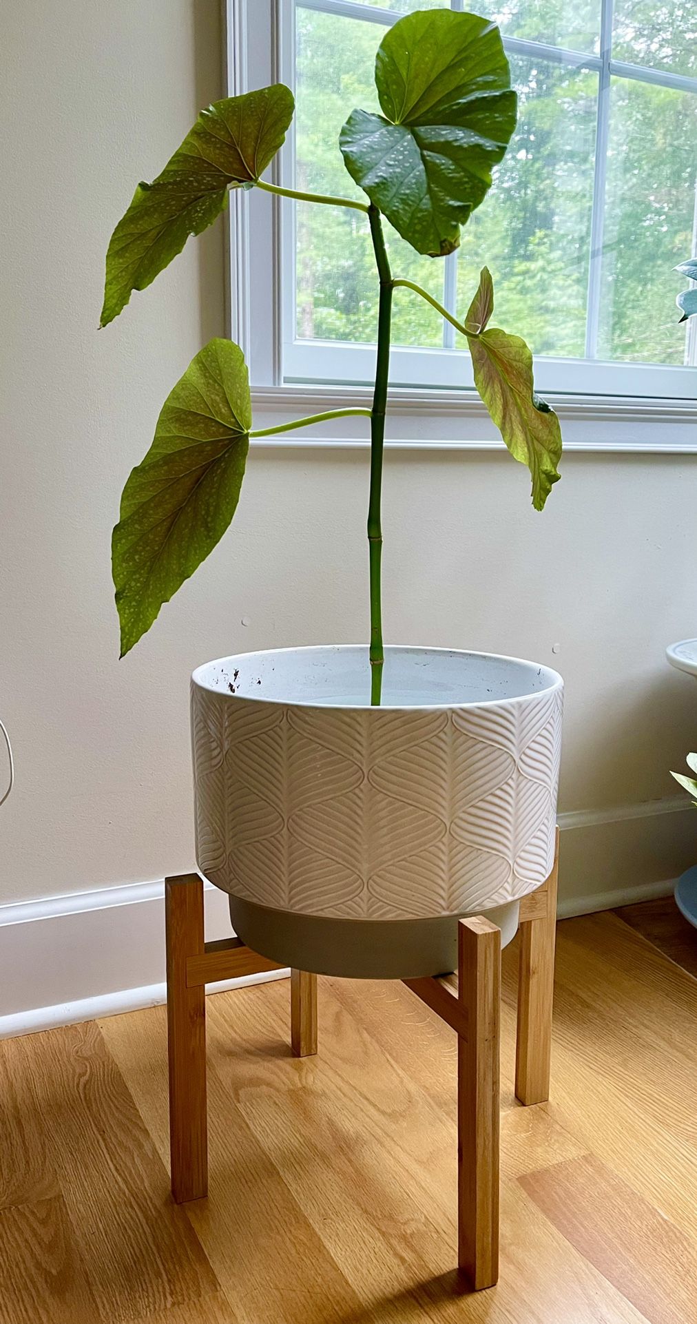 Angle Wing Plant With Pot