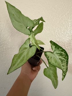 Syngonium White Butterfly