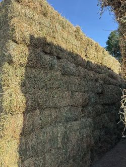 Alfalfa for sale