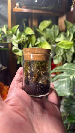 Mini Terrariums