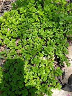 Sedum ground cover. Yellowflowers
