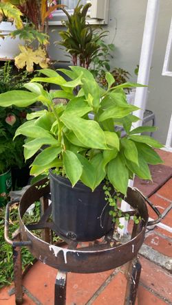Plantas