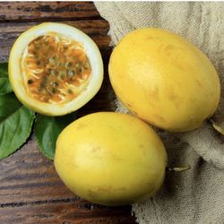 Passion Fruit Yellow Seedling Tree Plant 1 Gallon
