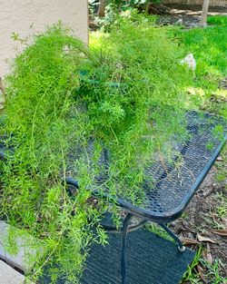 LARGE ASPARAGUS PLANT
