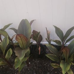 Australian Cana Lily Plants