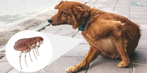 Flea Meds for Dogs