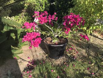 Sculpted bougainvillea plant in black pot