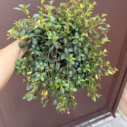 6” blooming codonanthus plant