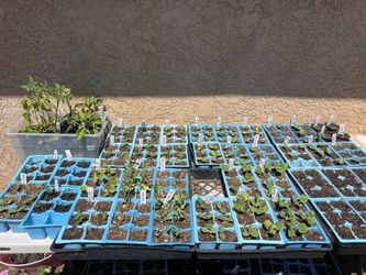 Plant Starts and Seeds