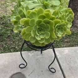 Succulents 