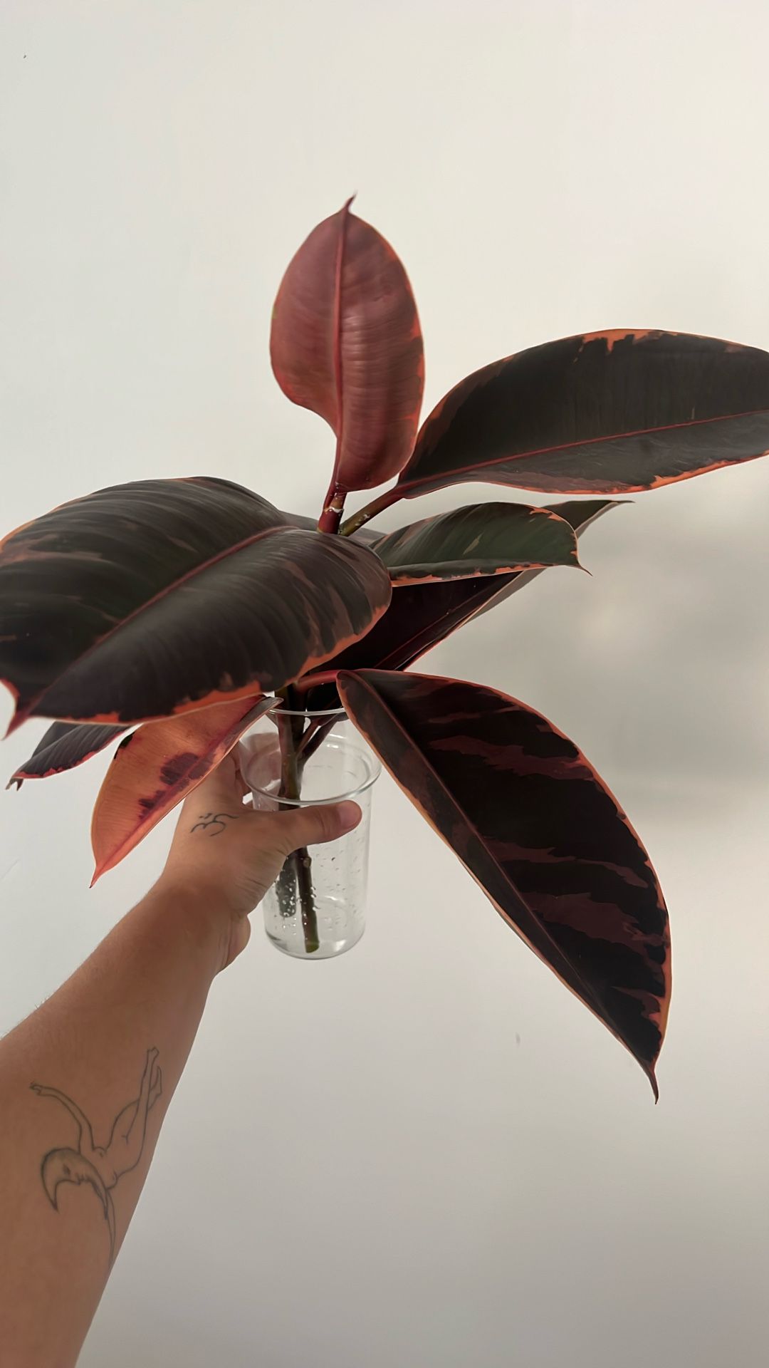 2 Cuttings