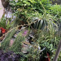 Hanging Spider Plant. 