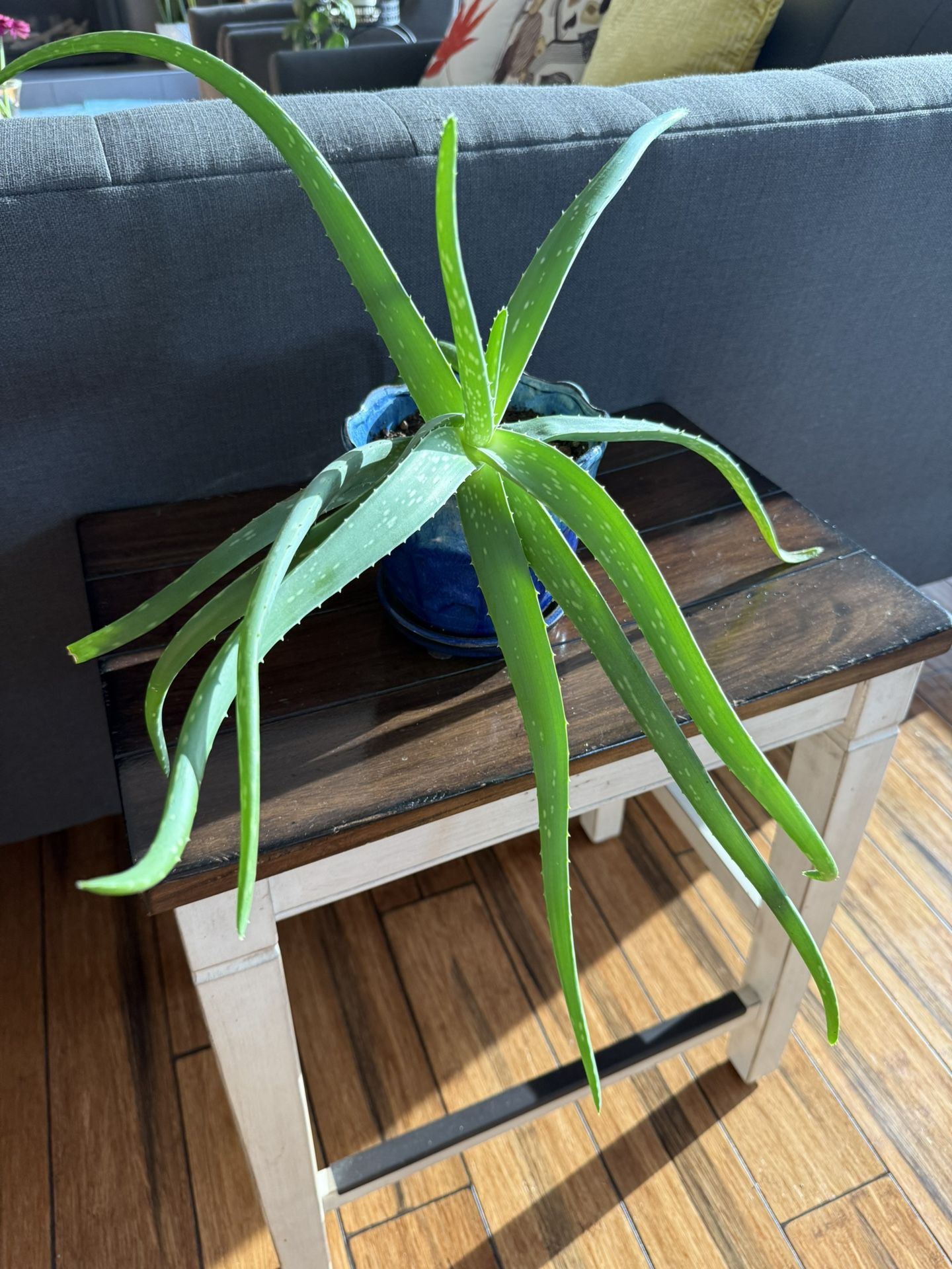 Indoor Plants