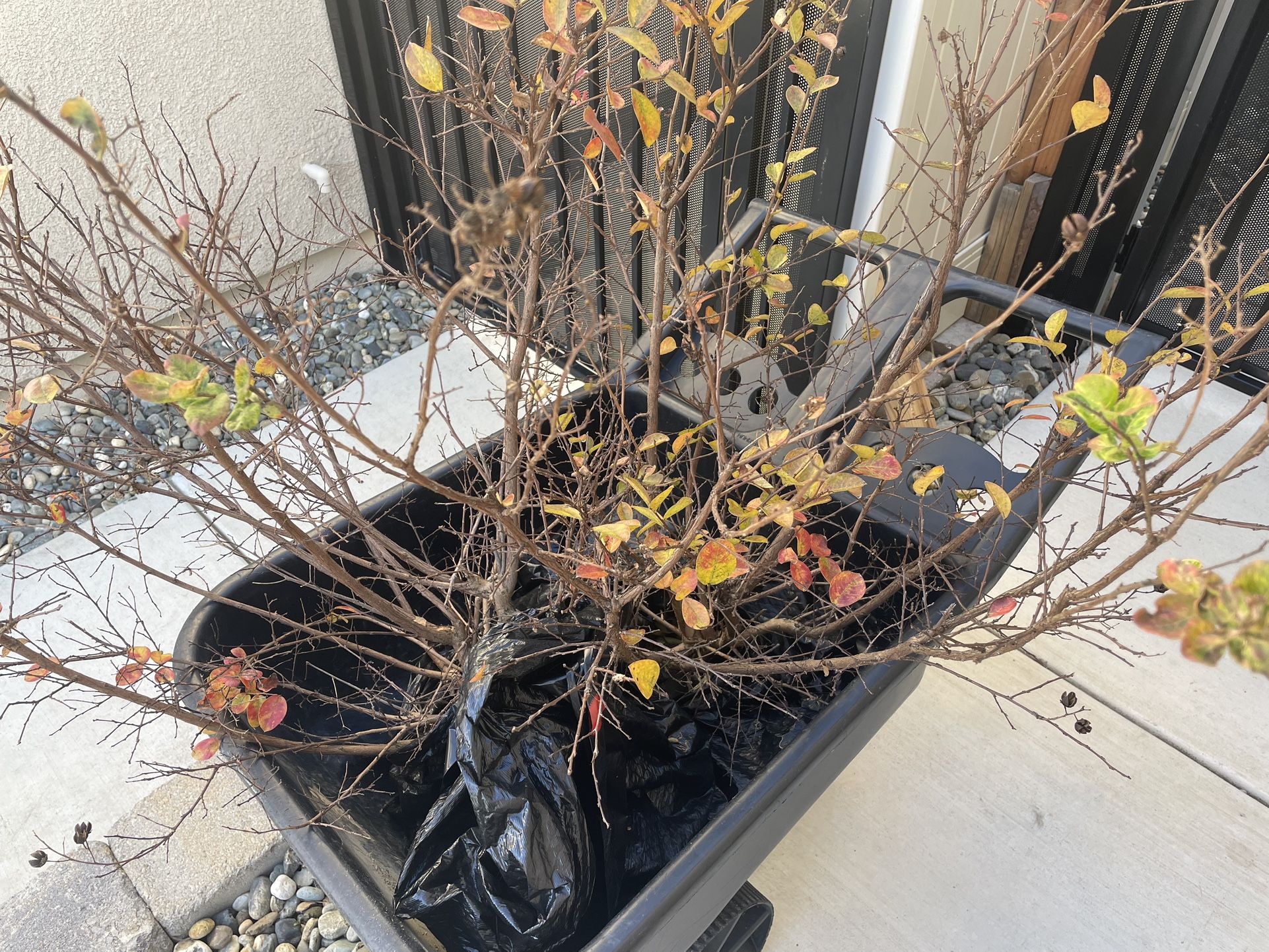 Crepe Murtel Plants 2