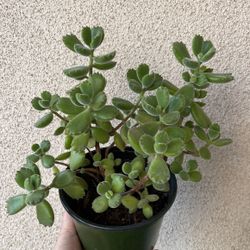 Beautiful Panda Paws 🐾 Succulent Plant 6’pot