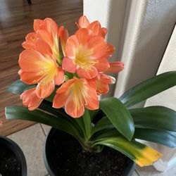 Blooming Cilivia Plant With Orange Flowers 