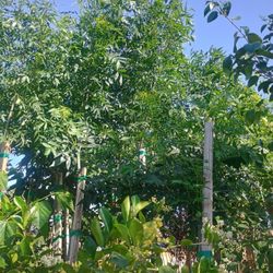 Raywood Ash Trees / Fresno Arbole