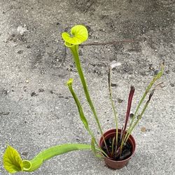 Carnivorous Plants/pitcher Plants