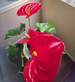 💖Flamingo Flower (Red Anthurium)