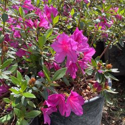 Azaleas
